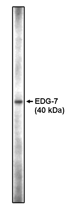 Western blot analysis using anti-EDG-7 CT antibody on RH7777 cell lysates transfected with full length human EDG-7 using Pierce Femto Signal substrate.